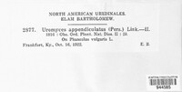 Uromyces appendiculatus image